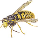 Newbury Pest Control 374325 Image 0